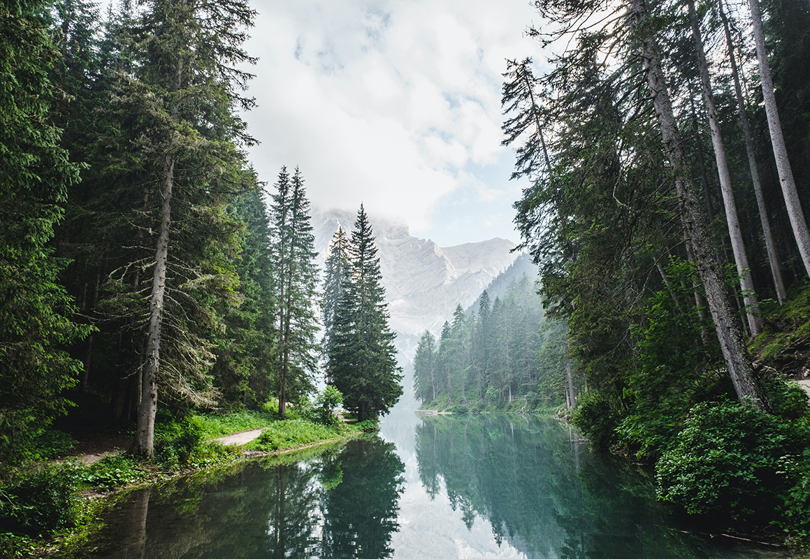 landscape image of forest and water