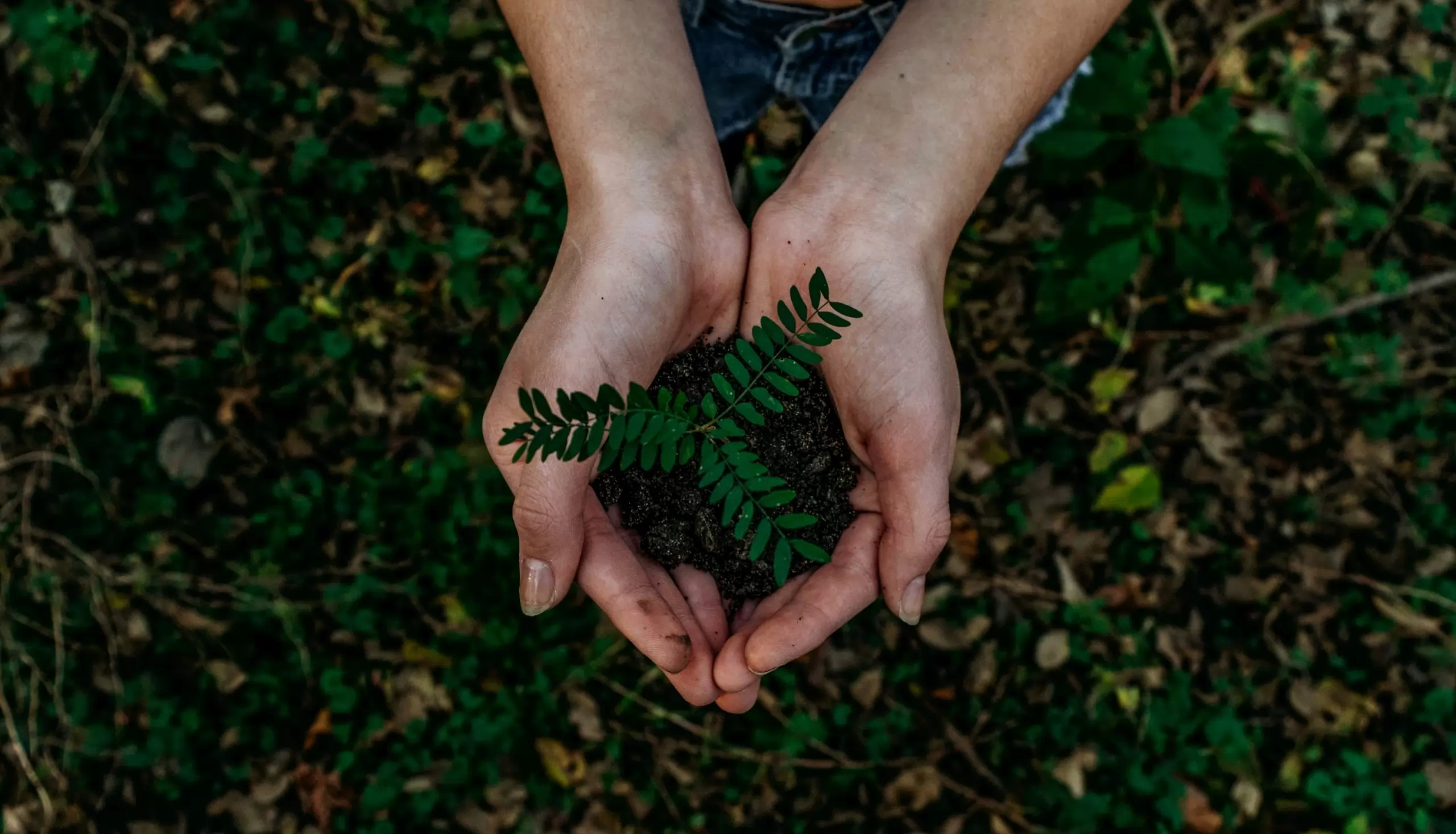 eagle eye view of Hands cupped together holding a small plant